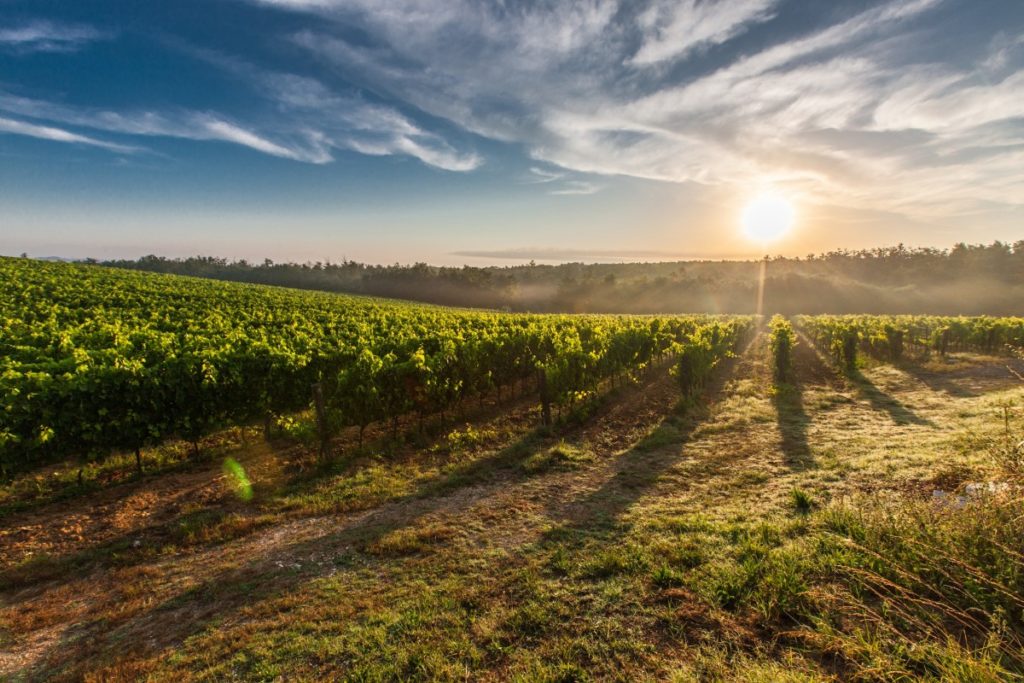 filari di vigneti, colline toscane